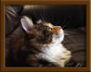 Brown Patch with White Maine Coon Queen