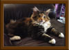 Brown Patch with White Maine Coon Queen