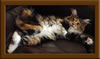 Brown Patch with White Maine Coon Queen