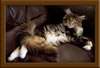 Brown Patch with White Maine Coon Queen