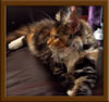 Brown Patch with White Maine Coon Queen