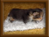 Brown Patch with White Maine Coon Queen