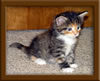 Maine Coon Kitten
