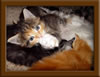Maine Coon Kitten