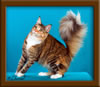 Maine Coon Kitten