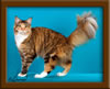 Maine Coon Kitten