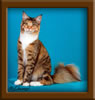 Maine Coon Kitten