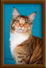 Maine Coon Kitten