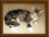 Maine Coon Kitten