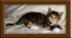 Maine Coon Kitten