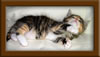 Maine Coon Kitten