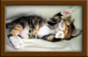Maine Coon Kitten