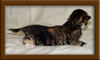 Maine Coon Kitten