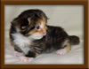 Maine Coon Kitten