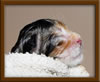 Maine Coon Kitten