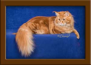 Red Classic Tabby Maine Coon Queen