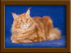 Red Maine Coon Qjueen