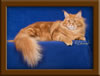 Red Maine Coon Qjueen