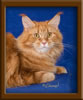 Red Maine Coon Qjueen