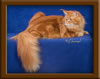 Red Maine Coon Qjueen