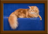 Red Maine Coon Qjueen