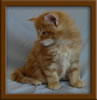 Red Maine Coon Qjueen