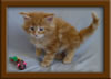Red Maine Coon Qjueen