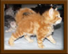 Red Maine Coon Qjueen