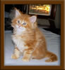 Red Maine Coon Qjueen