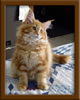 Red Maine Coon Qjueen