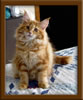 Red Maine Coon Qjueen
