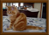 Red Maine Coon Qjueen