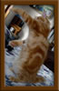 Red Maine Coon Qjueen