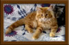 Red Maine Coon Qjueen