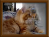 Red Maine Coon Qjueen