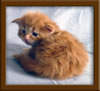 Red Maine Coon Qjueen