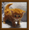 Red Maine Coon Qjueen