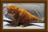 Red Maine Coon Qjueen