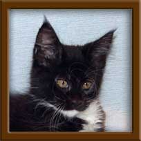 Black with White Maine Coon Queen