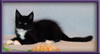 Black and White Female Maine Coon