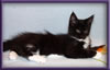 Black and White Female Maine Coon