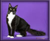 Black and White Female Maine Coon