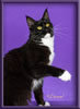 Black and White Female Maine Coon