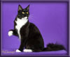 Black and White Female Maine Coon