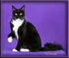 Black and White Female Maine Coon