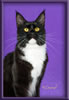 Black and White Female Maine Coon