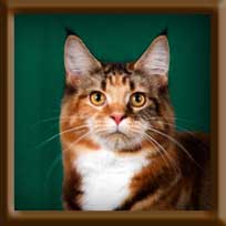Maine Coon Queen