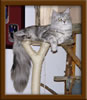 Kizzys Maine Coon Mother Lizzy