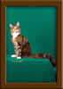 LapCats Cattery Maine Coon Queen Kizzy Kinte