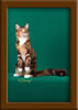 LapCats Cattery Maine Coon Queen Kizzy Kinte